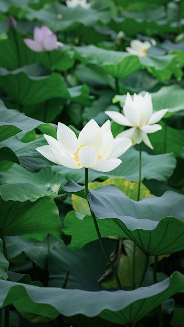 Home Peaceful lotus blossoms surrounded by lush green leaves, signifying tranquility and nature